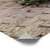 Zebra in winkel, Duitsland Poster (Hoek)