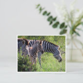 zebra jong briefkaart (Staand voorkant)