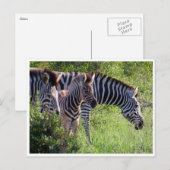 zebra jong briefkaart (Voorkant / Achterkant)