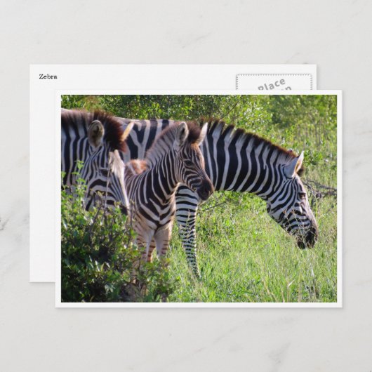 zebra jong briefkaart (Voorkant / Achterkant)
