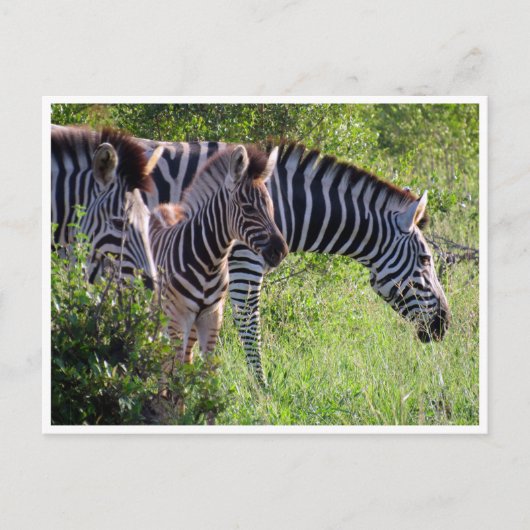 zebra jong briefkaart (Voorkant)