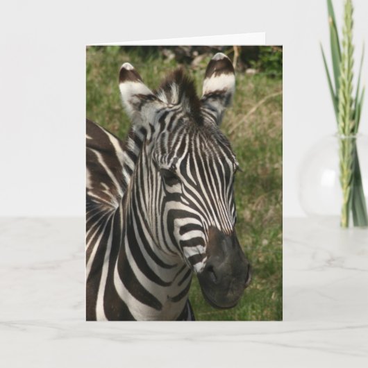 zebra kaart (Voorkant)
