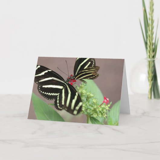 Zebra Kaart (Voorkant)