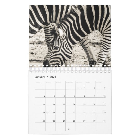 Zebra Kalender (Jan 2026)