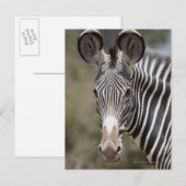 Zebra, Kenia, Afrika Briefkaart (Voorkant / Achterkant)