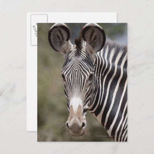 Zebra, Kenia, Afrika Briefkaart (Voorkant / Achterkant)