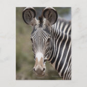 Zebra, Kenia, Afrika Briefkaart (Voorkant)