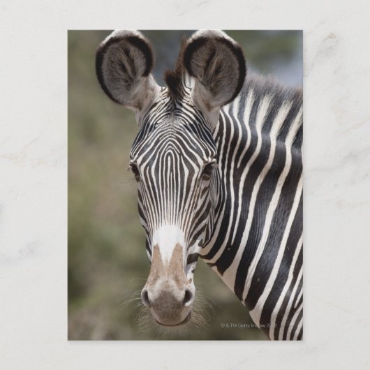 Zebra, Kenia, Afrika Briefkaart (Voorkant)