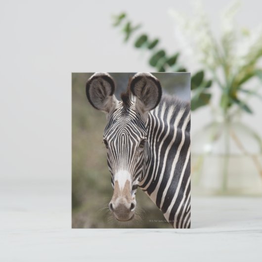 Zebra, Kenia, Afrika Briefkaart (Staand voorkant)
