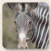 Zebra, Kenia, Afrika Drankjes Onderzetter (Voorkant)