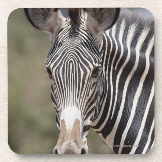 Zebra, Kenia, Afrika Drankjes Onderzetter (Voorkant)