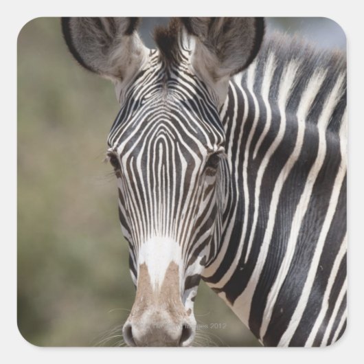 Zebra, Kenia, Afrika Vierkante Sticker (Voorkant)