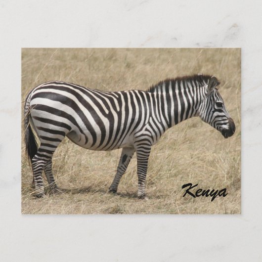 zebra kenya briefkaart (Voorkant)