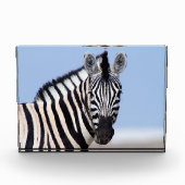 Zebra kijkt naar je met blauwe hemelfoto fotoblokken (Voorkant)