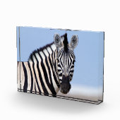Zebra kijkt naar je met blauwe hemelfoto fotoblokken (Rechts)