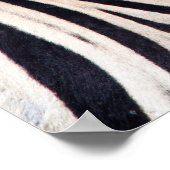 Zebra kijkt naar je met blauwe hemelfoto poster (Hoek)