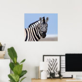 Zebra kijkt naar je met blauwe hemelfoto poster (Thuiskantoor)