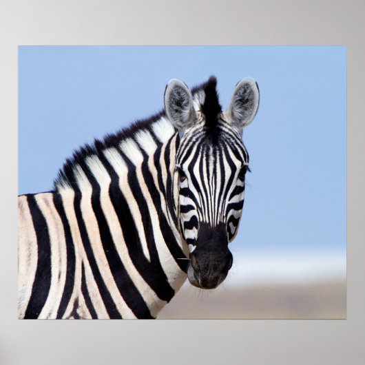 Zebra kijkt naar je met blauwe hemelfoto poster (Voorkant)