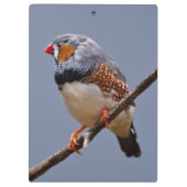 Zebra klembord (Achterkant)