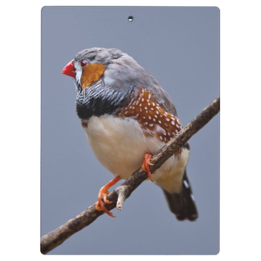 Zebra klembord (Achterkant)