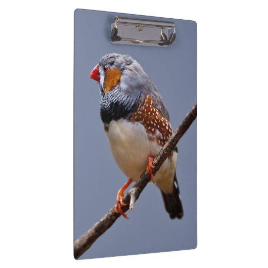 Zebra klembord (Rechts)