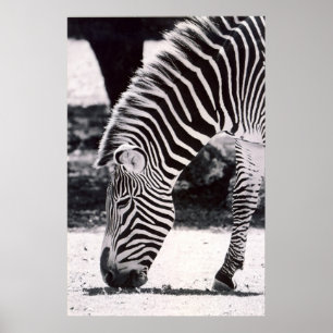 Zebra kop - zwart - wit poster