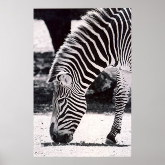 Zebra kop - zwart - wit poster