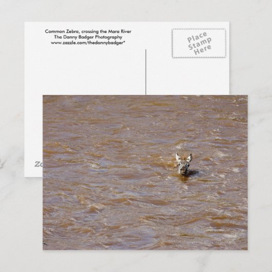 Zebra kruising briefkaart (Voorkant / Achterkant)