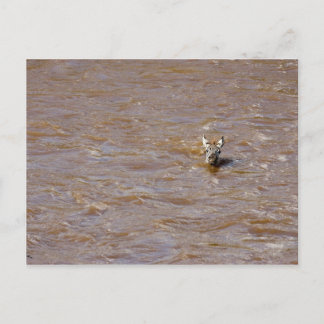 Zebra kruising briefkaart