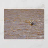 Zebra kruising briefkaart (Voorkant)