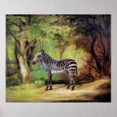 Zebra, kunstwerk van George Stubbs, Poster (Voorkant)