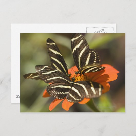 Zebra langwerpige bloem (heliconius charitonia) briefkaart (Voorkant / Achterkant)
