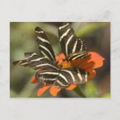 Zebra langwerpige bloem (heliconius charitonia) briefkaart (Voorkant)