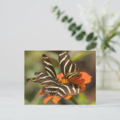 Zebra langwerpige bloem (heliconius charitonia) briefkaart (Staand voorkant)