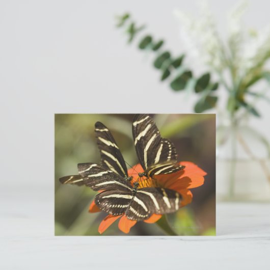 Zebra langwerpige bloem (heliconius charitonia) briefkaart (Staand voorkant)