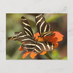 Zebra langwerpige bloem (heliconius charitonia) briefkaart