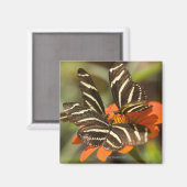 Zebra langwerpige bloem (heliconius charitonia) magneet (Voorkant / Achterkant)