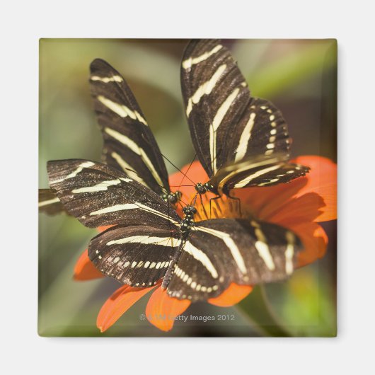 Zebra langwerpige bloem (heliconius charitonia) magneet (Voorkant)