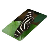 Zebra langwerpige butavlieg Flexi Magnet Magneet (Linkerzijde)