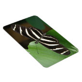 Zebra langwerpige butavlieg Flexi Magnet Magneet (Rechterzijde)