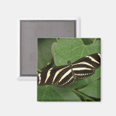 Zebra langwerpige vlindermagneet magneet (Voorkant / Achterkant)