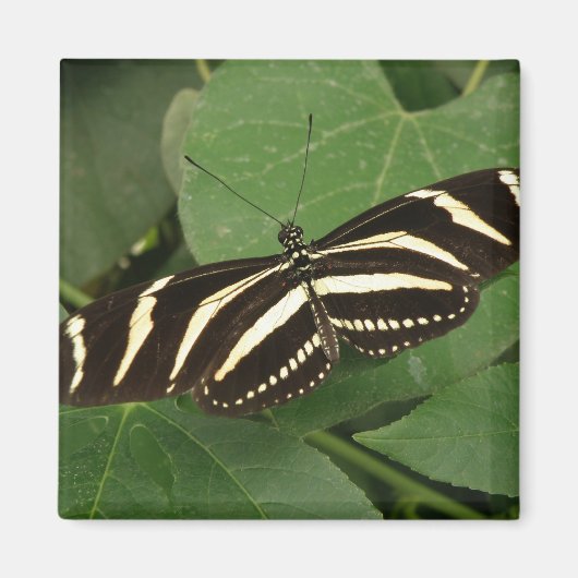 Zebra langwerpige vlindermagneet magneet (Voorkant)