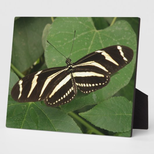 Zebra langwerpige vlinderplak fotoplaat (Zijkant)