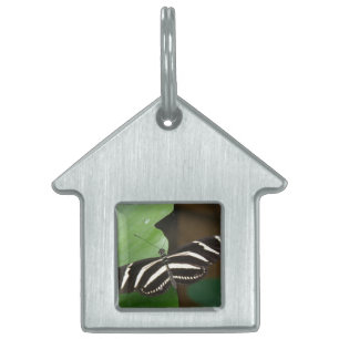 Zebra langwerpige vlindertag Huisdieren Naamplaatje