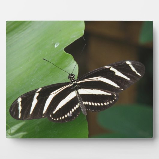 Zebra langwerpige vlindervlakte Fotoplaat (Voorkant)