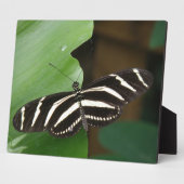 Zebra langwerpige vlindervlakte Fotoplaat (Zijkant)