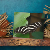 Zebra langwerpige vlindervlakte Fotoplaat (Zijkant)