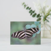 Zebra langwerpvlinder Briefkaart foto (Staand voorkant)