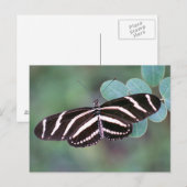 Zebra langwerpvlinder Briefkaart foto (Voorkant / Achterkant)