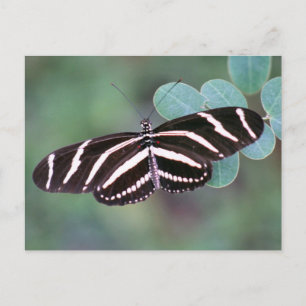 Zebra langwerpvlinder Briefkaart foto